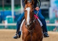 Straight View of Horse Face Royalty Free Stock Photo