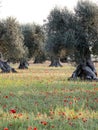 Straight view at the old olive trees in springtime