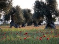 Straight view at the old olive trees in springtime