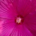 Straight view of the pollen of a beautiful pink flower