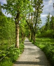 Straight walking path with trees on either side Royalty Free Stock Photo
