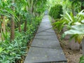 Straight Walkway Through Plants and Shrubs in the Park