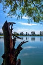 Strain of old poplar tree on pond bank, blue water and sky in sunny summer day. Topolna, Czech republic Royalty Free Stock Photo