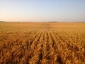 Long straight clean rows of Grain Royalty Free Stock Photo