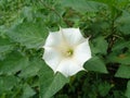 Stramonium flower also known as Datura very toxic white flower