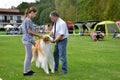 Stranavy, Slovakia - September 10, 2017: Judge check bodily structure to Afghan Hound in local dog show