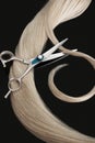 A strand of blond hair with scissors on a black background. Close-up. Royalty Free Stock Photo