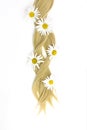 Strand of blonde hair with chamomile flowers, hair care. Curl female healthy hair. Concept hairdresser spa salon