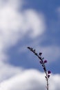 A single strand of Native Lilac, Hardenbergia violacea, native to Australia. Royalty Free Stock Photo