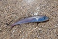 Stranded fish on the beach.