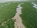 Stranded Green Seaweeds Overgrowth on Brittany Coast Royalty Free Stock Photo