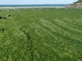 Stranded Green Seaweeds Overgrowth on Brittany Coast Royalty Free Stock Photo