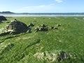 Stranded Green Seaweeds Overgrowth on Brittany Coast Royalty Free Stock Photo