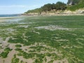 Stranded Green Seaweeds Overgrowth on Brittany Coast Royalty Free Stock Photo