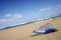 Stranded Jellyfish Royalty Free Stock Photo