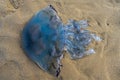 Stranded Jellyfish