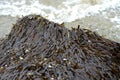 Stranded Posidonia oceanica seagrass leaves