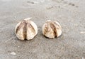 Stranded sea urchins Royalty Free Stock Photo