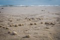 Stranded sea urchins Royalty Free Stock Photo