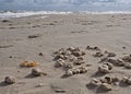 Stranded sea urchins Royalty Free Stock Photo