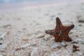 Stranded star Royalty Free Stock Photo