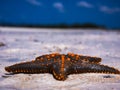 Stranded starfish beach