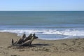 Stranded tree log on a Mediterranean sand beach