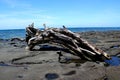 Stranded Tree Trunk - Old Tree on stoney rocky coastline Royalty Free Stock Photo