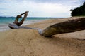 Stranded Tree Trunk - Old Tree on stoney rocky coastline Royalty Free Stock Photo