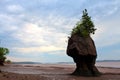 Stranded trees Royalty Free Stock Photo