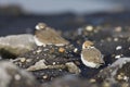 Strandplevier, Kentish Pover, Charadrius alexandrinus