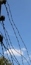 strands of barbed wire and the blue sky Royalty Free Stock Photo