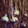 Strands of freshly dried garlic bulbs