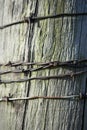 Strands of rusty barb wire on a fence post Royalty Free Stock Photo