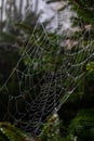 Strands of spider web strewn with small drops of morning mist Royalty Free Stock Photo