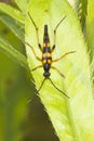 Strangalia attenuata / Capricorn beetle (long-horned, longicorn)