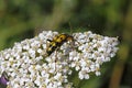 Strangalia maculata beetle on Yarrow (Achillea) Royalty Free Stock Photo
