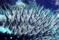 Strange Abstract Close Up Crown of Thorns Star Fish