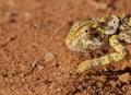African Chameleon Royalty Free Stock Photo