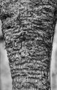 Strange Apple Tree Bark Pattern in Monochrome