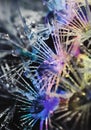 Strange and beautiful closeup magic marcro selective focus of rainbow light and raindrops on Mammillaria cactus plant.