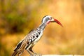 Strange bird Africa red beak