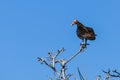 Strange bird in the Amazon Rainforest, Brazil