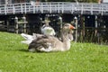 Strange bird on the grass in idylic enviroment