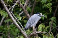 Strange bird sitting in a tree in Belize.