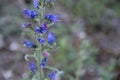 Strange blue petal and purple filaments flower macro on green blur background