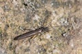 Strange brown bug perched Royalty Free Stock Photo