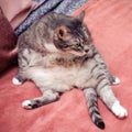 Strange cat funny sitting belly forward and looking away Royalty Free Stock Photo