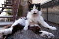 Strange cat Royalty Free Stock Photo