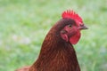 Strange Chicken Look in farm Royalty Free Stock Photo